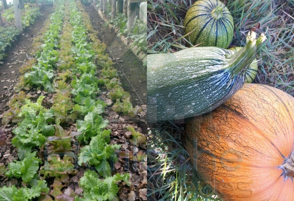 Producen sus alimentos