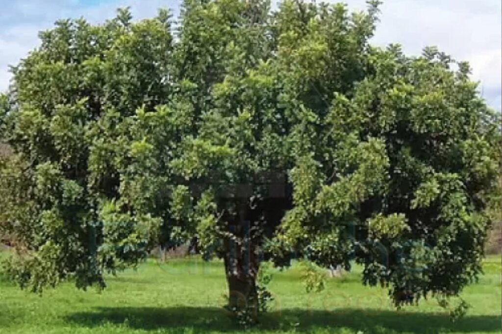 Árbol sagrado Mapuche