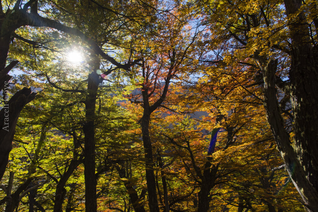 ordenamiento territorial de bosques