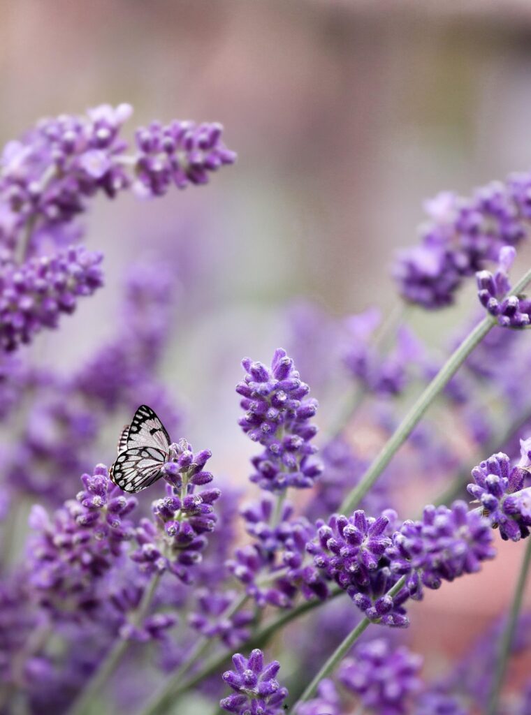 Introducción al cultivo de Lavanda