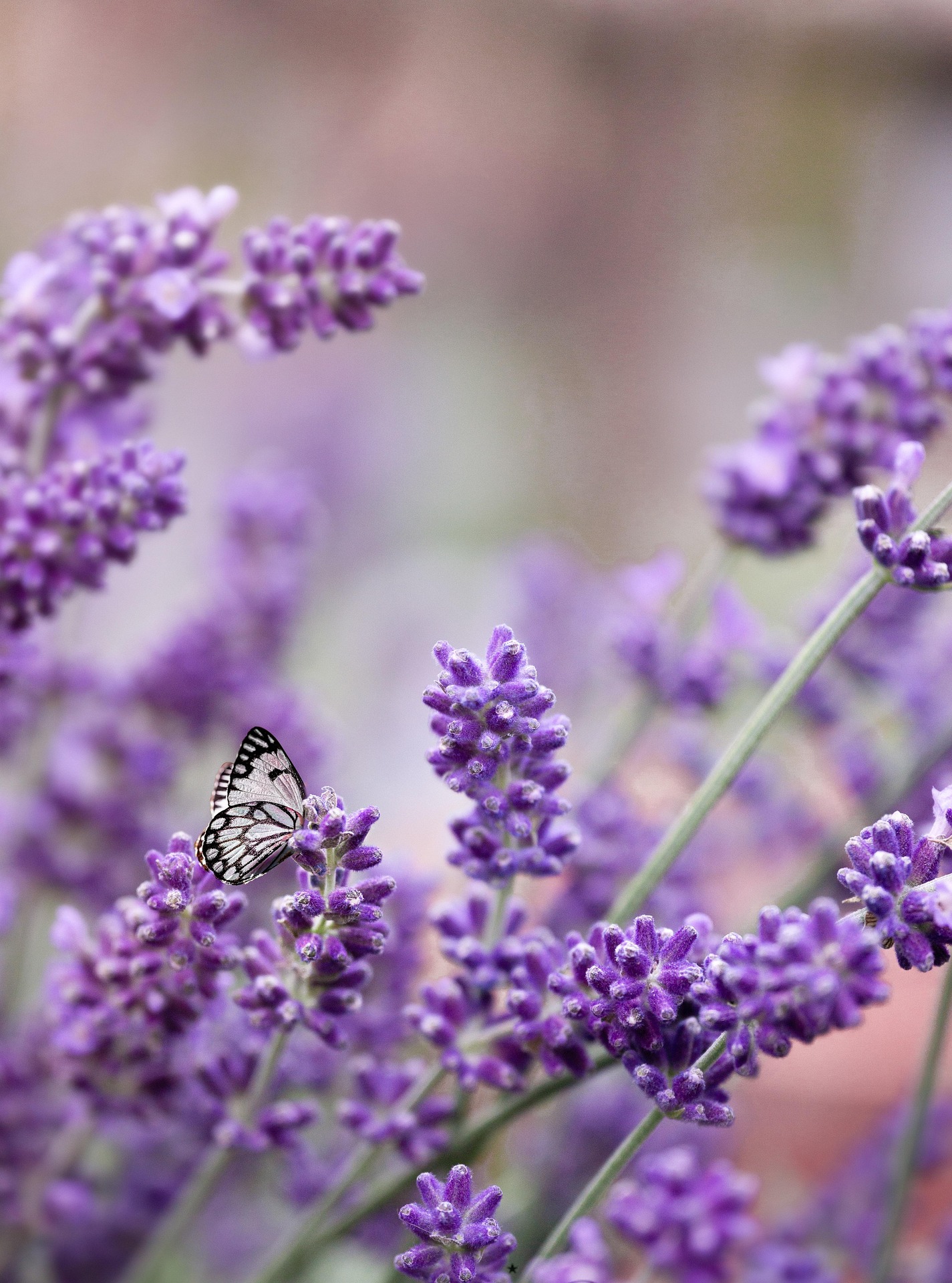 Introducción al cultivo de Lavanda en la UNRN