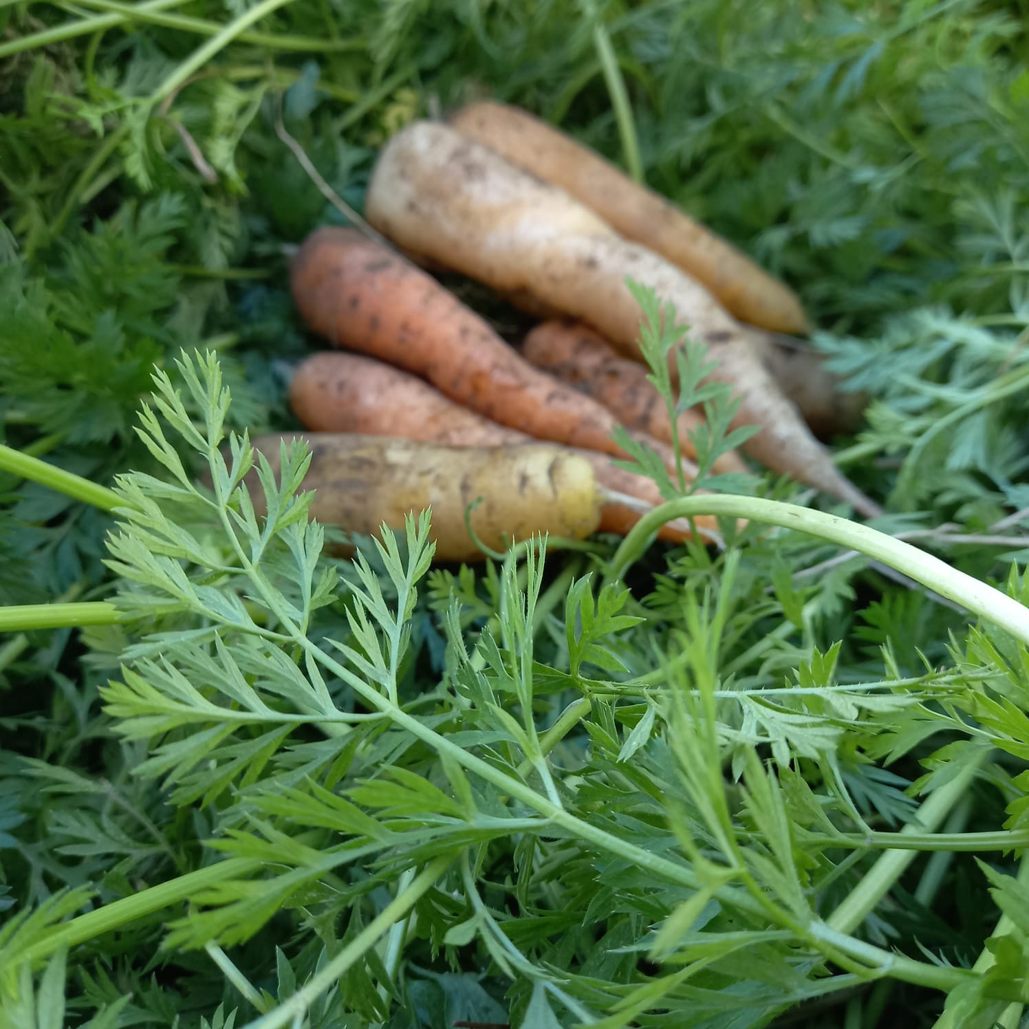 Talleres de huerta familiar agroecológica en UNRN Bariloche